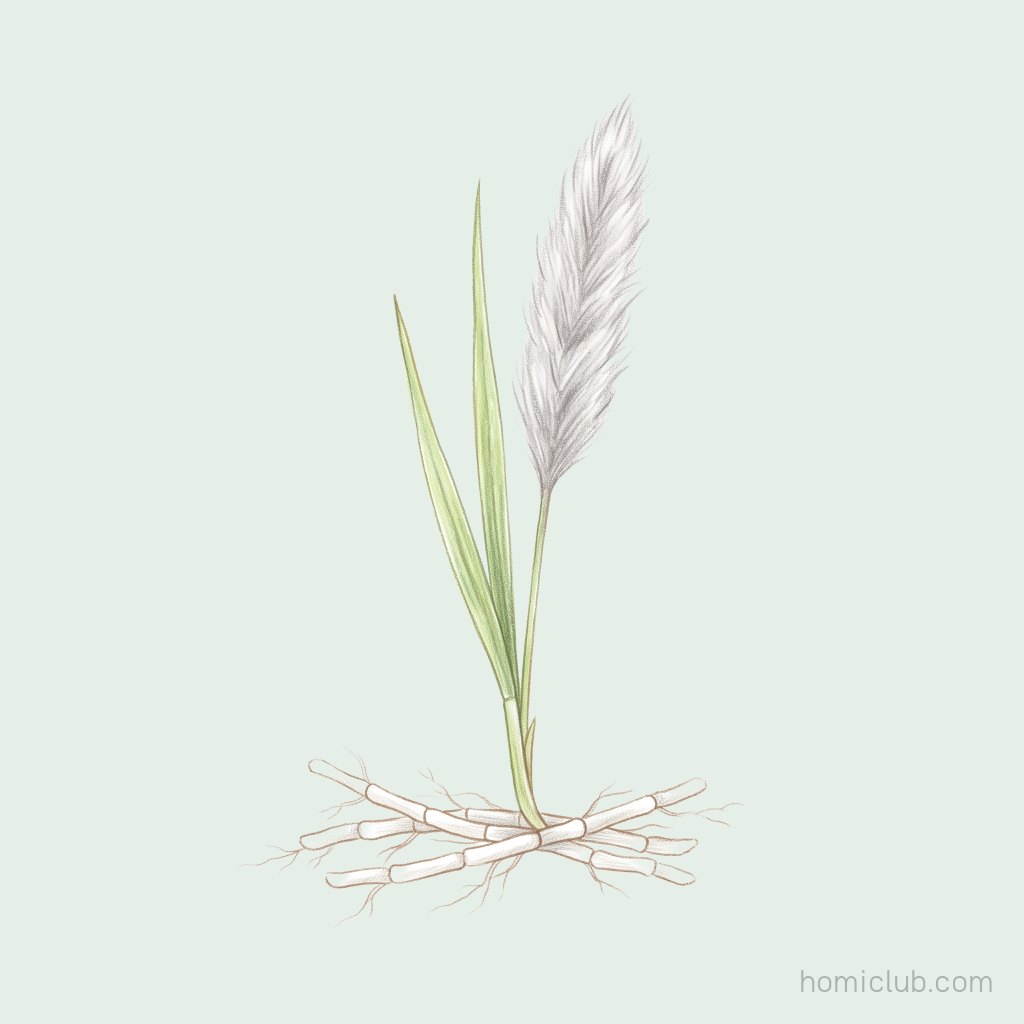 Cogon grass
